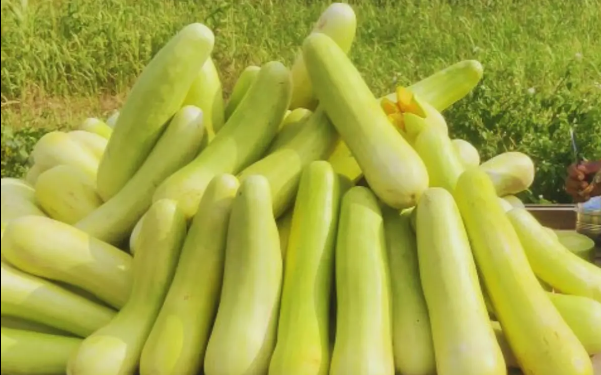 बालम ककड़ी को मिला कॉपीराइट सर्टिकफिकेट