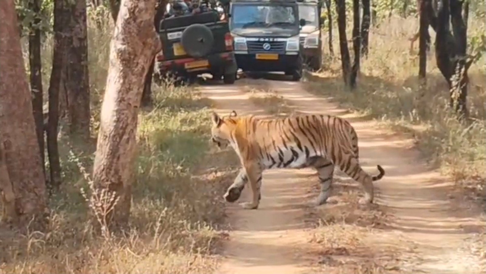 Pench Tiger Reserve: पेंच में ‘जुगनू’ का जलवा, 5 नन्हें शावकों के साथ की वॉक; पर्यटकों ने कैमरे में कैद किया दुर्लभ नजारा