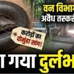 मंदसौर में ‘करोड़ों’ का दोमुंहा सांप बरामद: आखिर क्यों होता है ये सांप इतना मंहगा