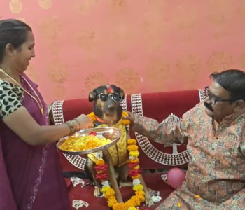 पालतू कुत्ते का जन्मदिन (Pet Dog Birthday)